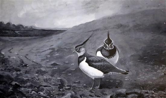 Archibald Thorburn (1860-1935) Two Lapwings in a moorland landscape 10.5 x 18in.